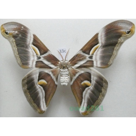 Samia cynthia (Drury, 1773) male ex. ovo India 105mm33c